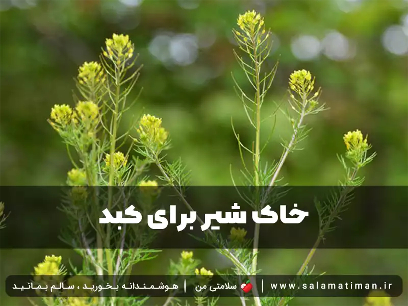 خاک شیر برای کبد