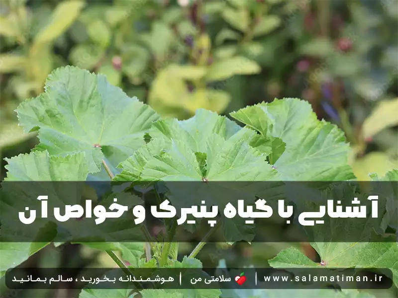 خواص پنیرک برای لاغری