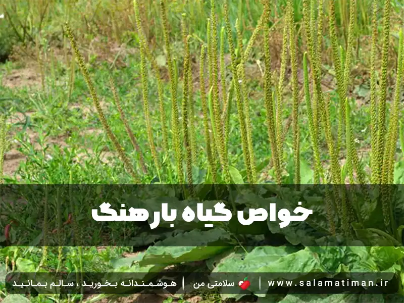 خواص گیاه بارهنگ