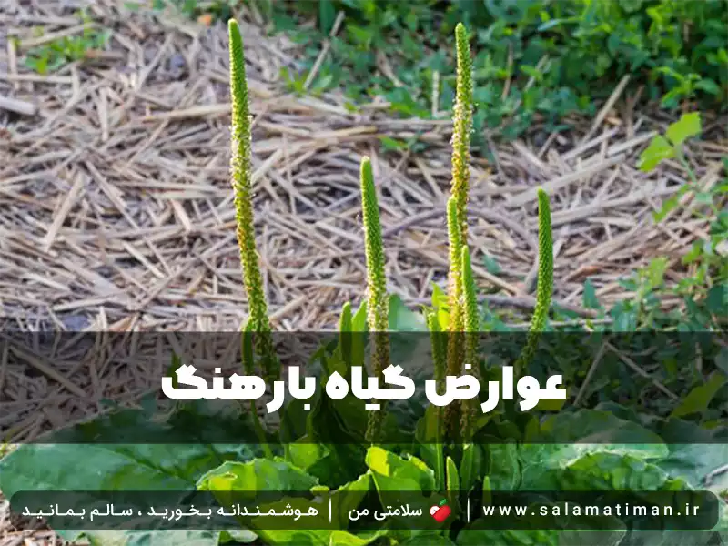 عوارض گیاه بارهنگ