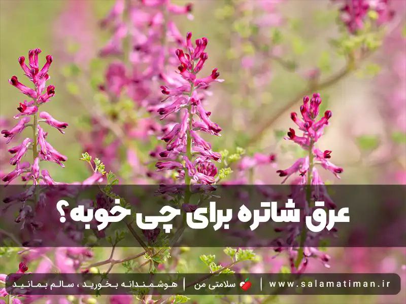 عرق شاتره برای چی خوبه؟